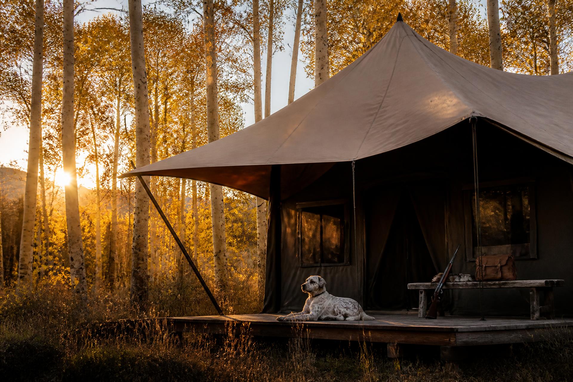 A single suite tucked into a stand of gold aspens — a side-by-side and a setter waiting on the deck for the morning walk.